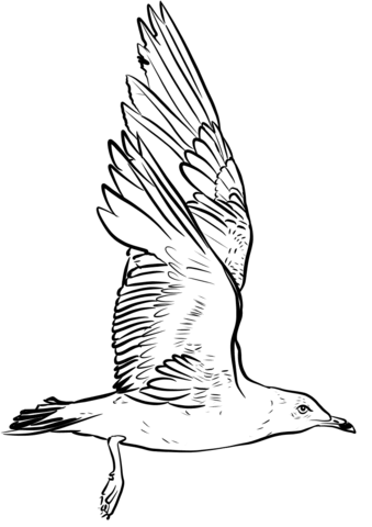 Seagull Flapping Wings Coloring Page